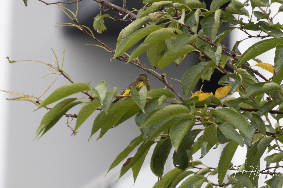 Oriental Greenfinch - ML644235876