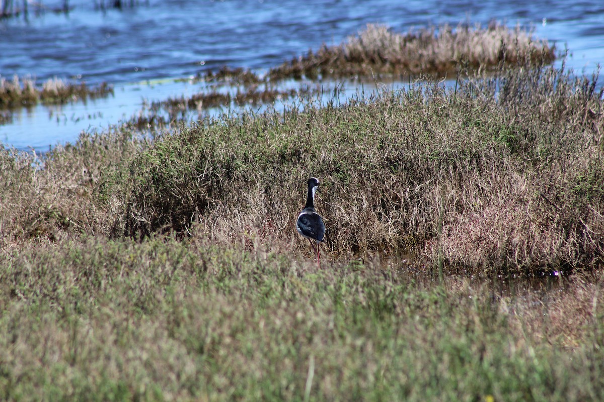 pisila černokrká - ML644235878