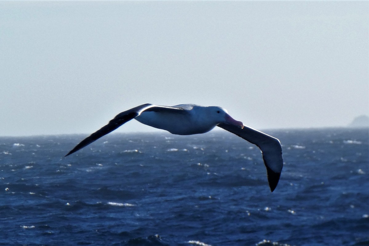 Snowy Albatross - ML644235882