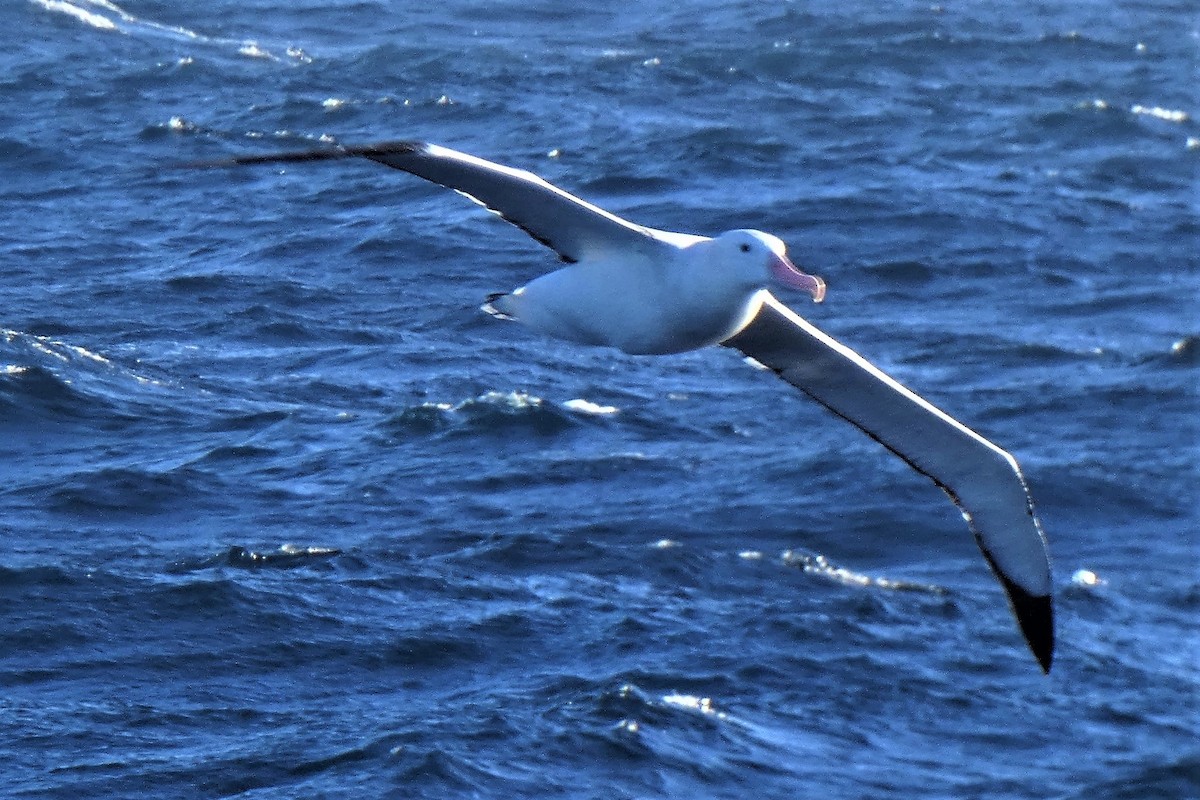 Snowy Albatross - ML644235883