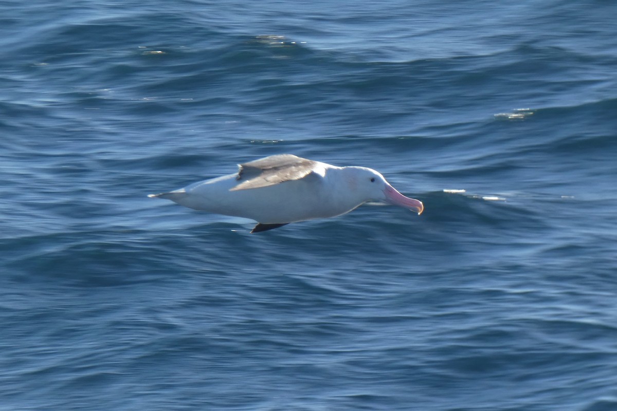 Snowy Albatross - ML644235884
