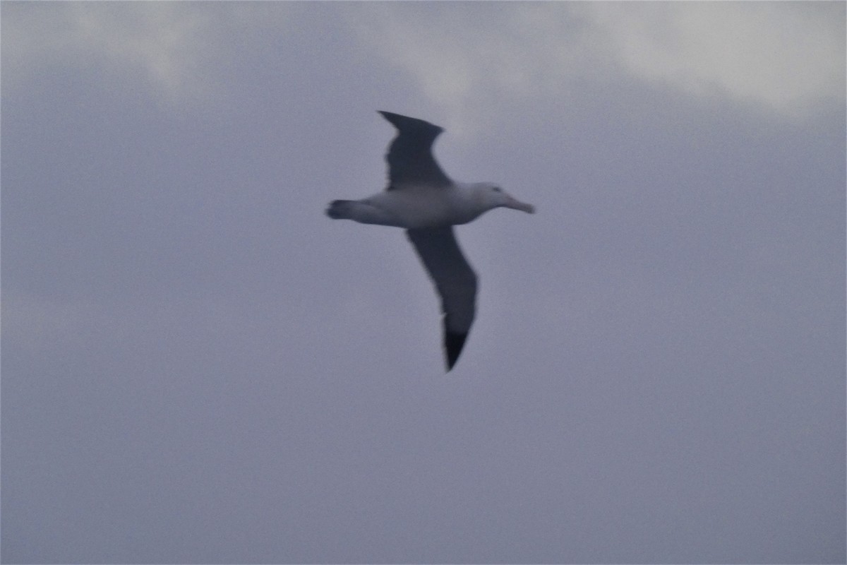 Snowy Albatross - ML644235885