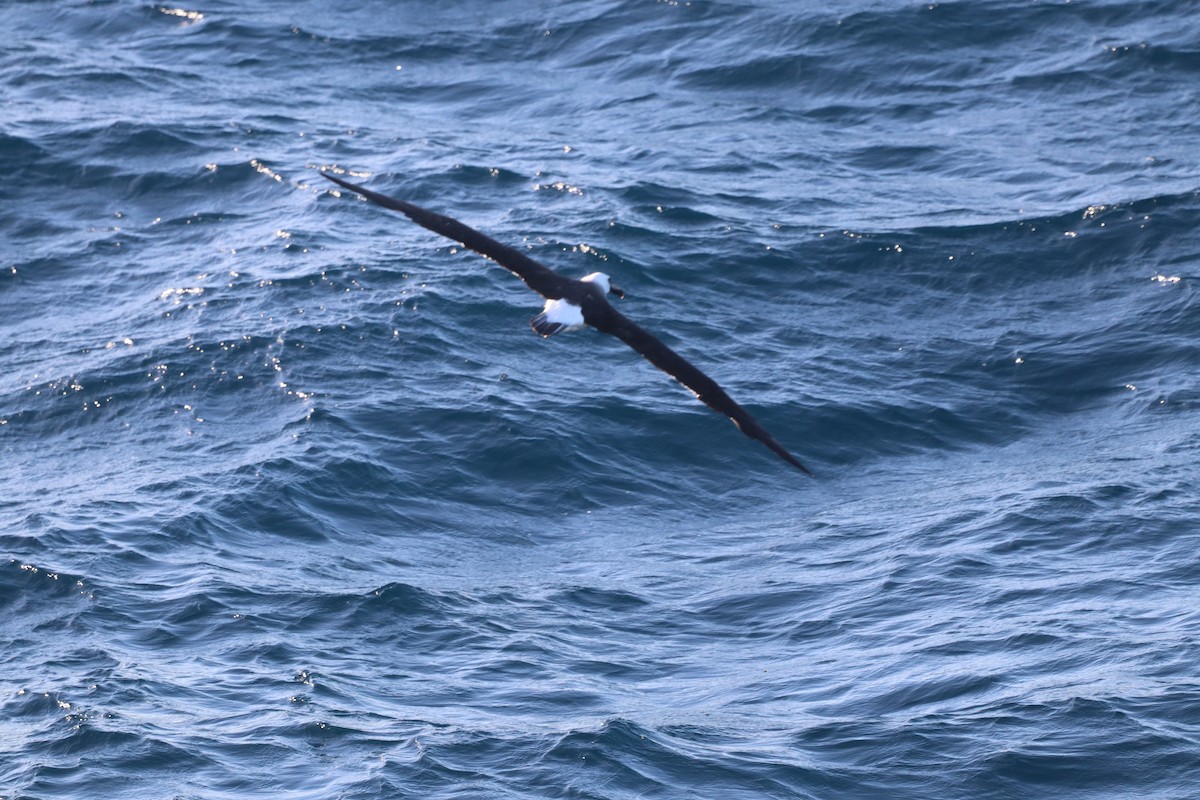 Atlantic Yellow-nosed Albatross - ML644235887