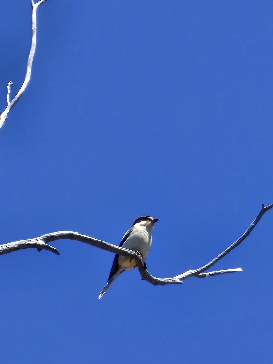 Woodchat Shrike - ML644235889