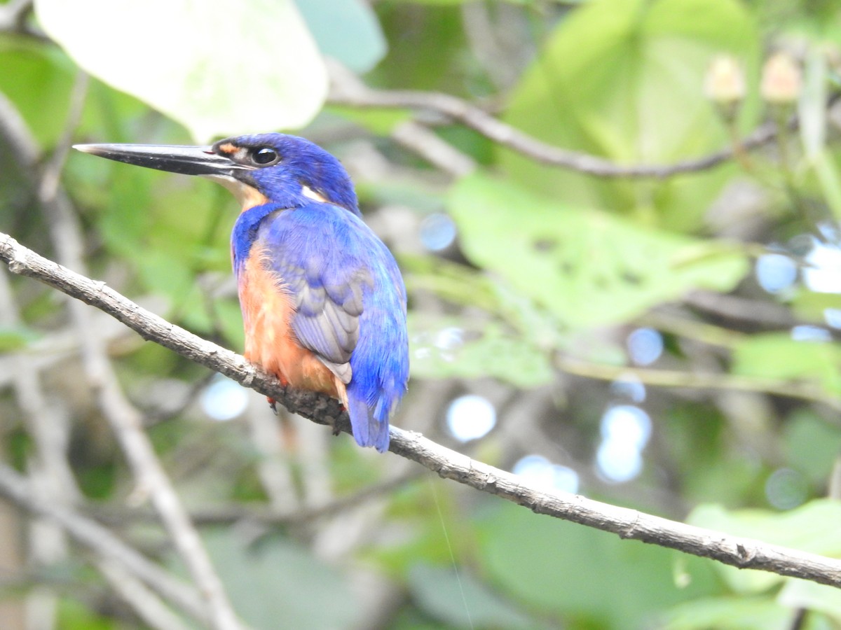 Azure Kingfisher - ML644235899