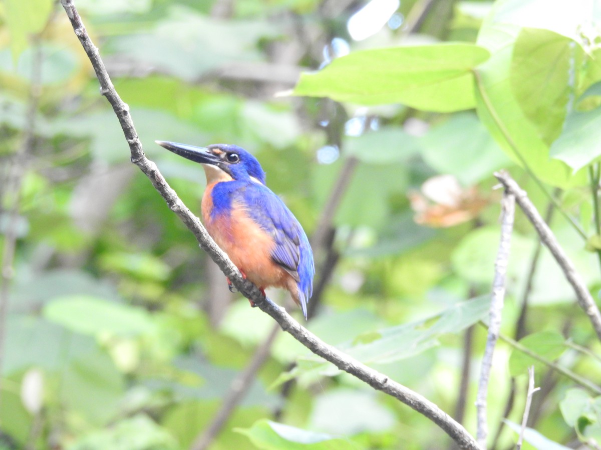 Azure Kingfisher - ML644235900