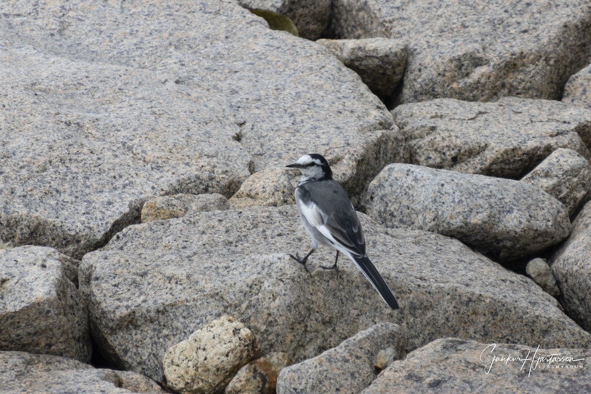 White Wagtail - ML644235902
