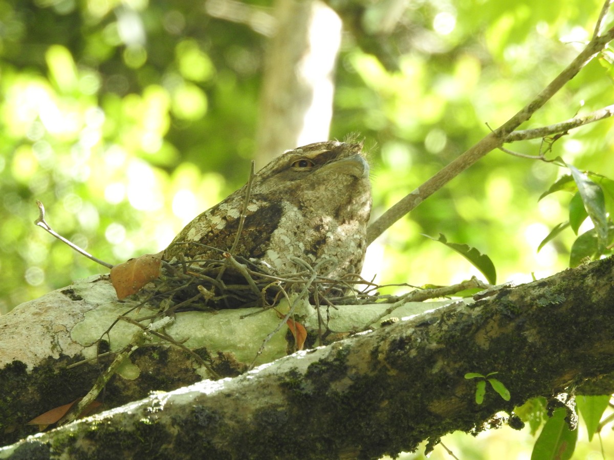 Papuan Frogmouth - ML644235906
