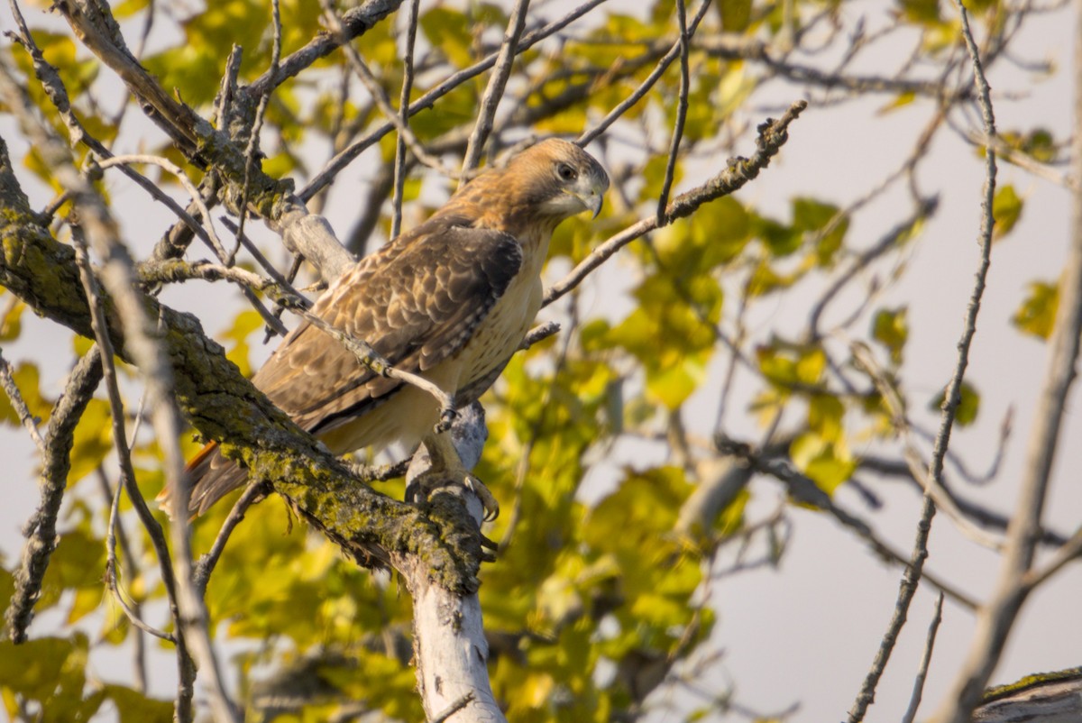 Red-tailed Hawk - ML644235911