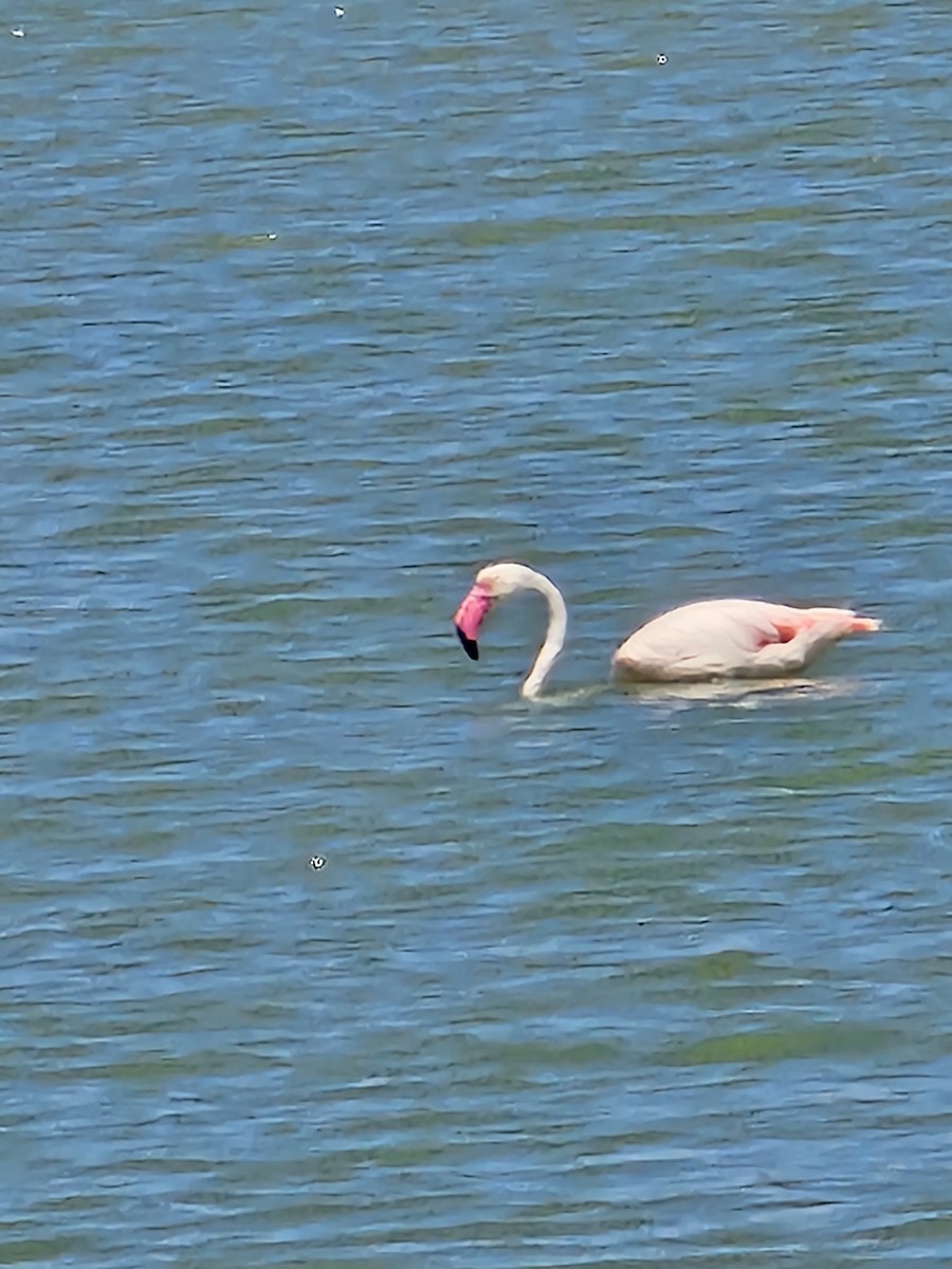 Greater Flamingo - ML644235922