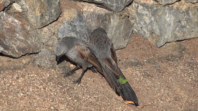 ハイイロツチスドリ - ML644235953