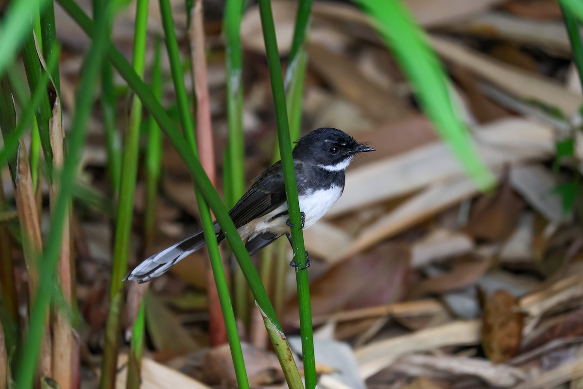 Malaysian Pied-Fantail - ML644235957