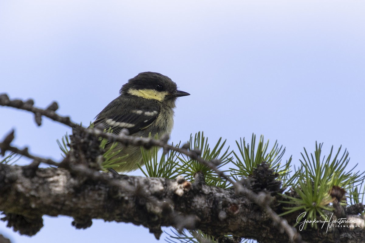 Coal Tit - ML644235960