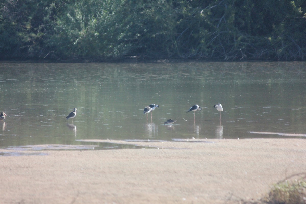 Кулик-довгоніг американський - ML644235973