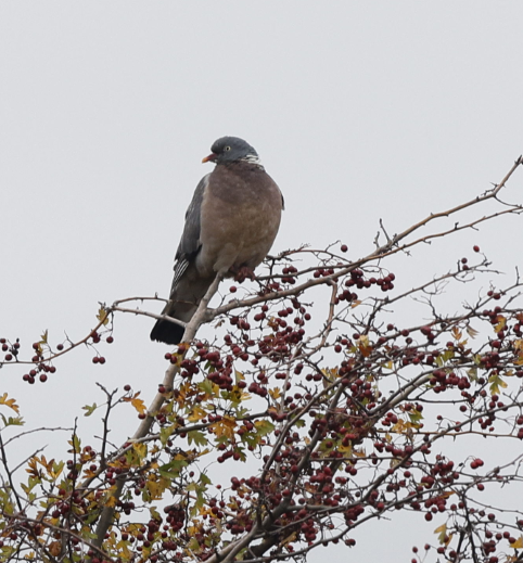 Tahtalı - ML644235986