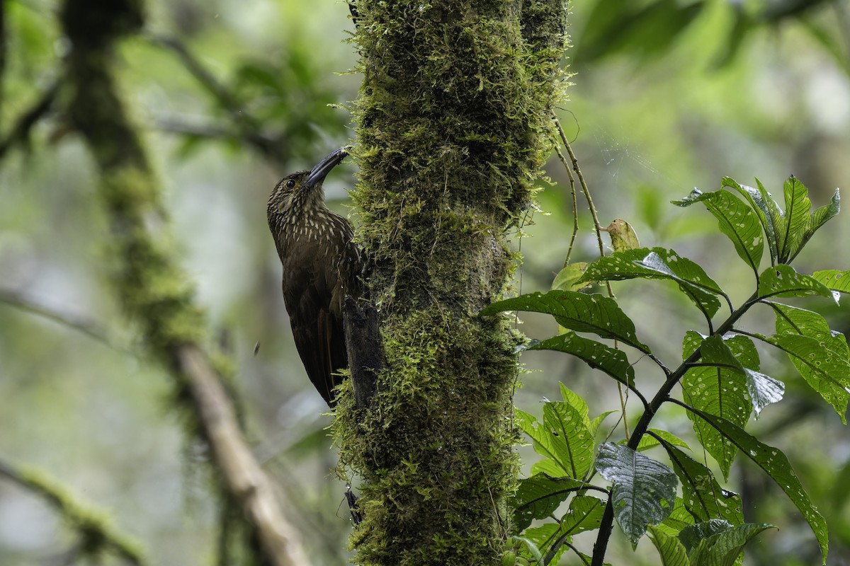 Дереволаз гірський - ML644235992
