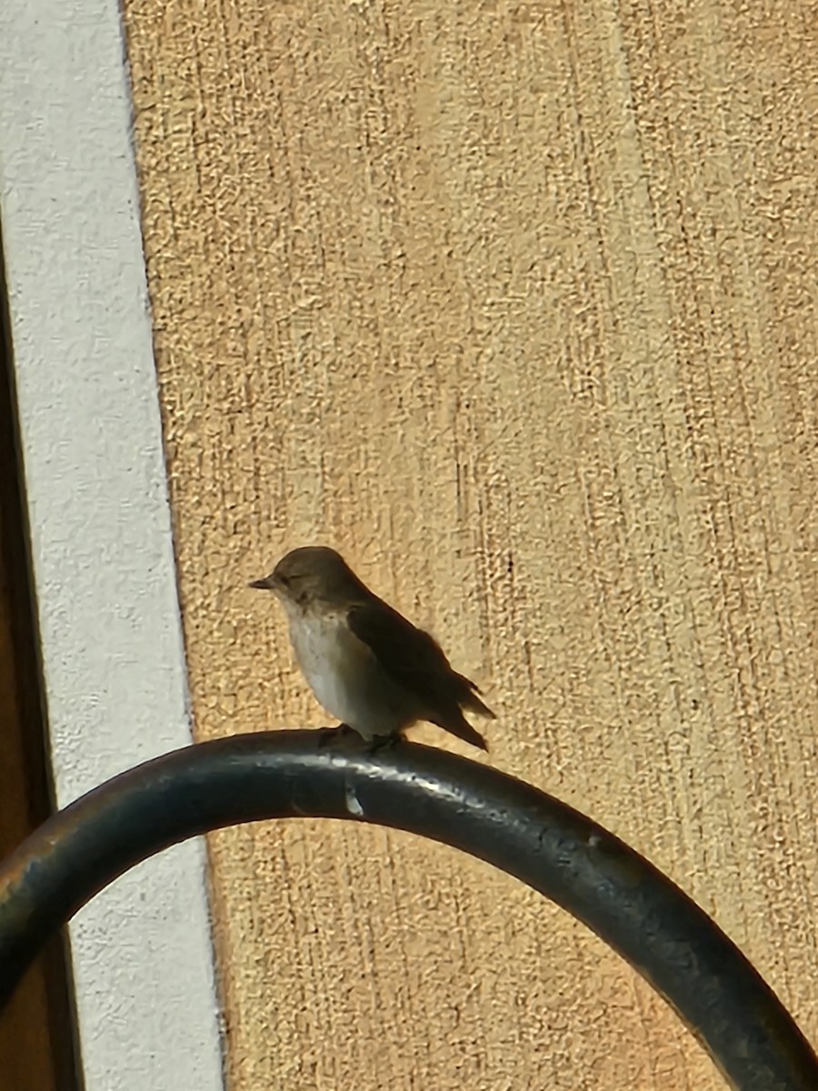 Spotted Flycatcher - ML644236007