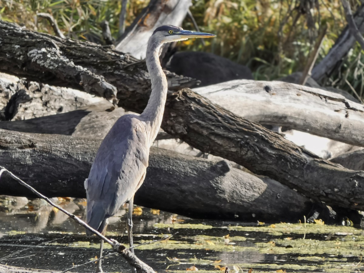 Grand Héron - ML644236047