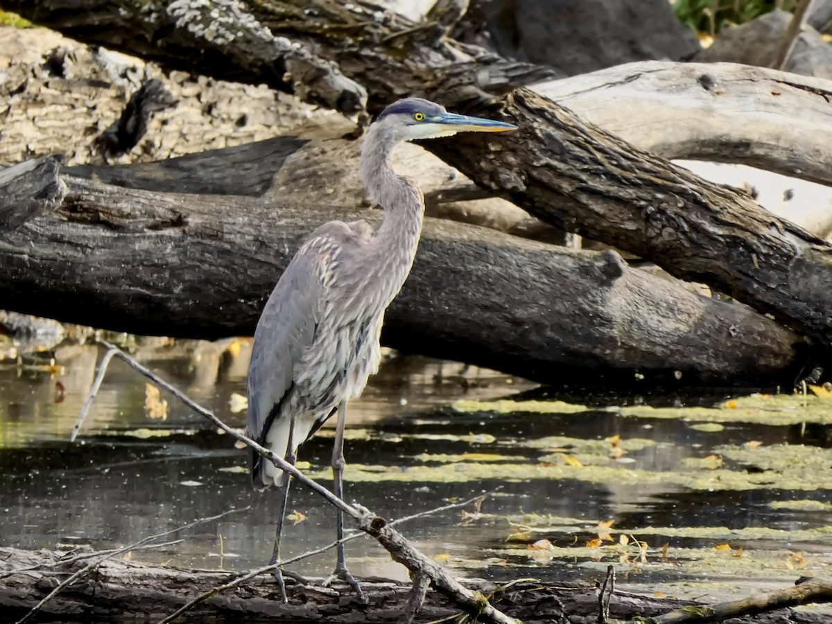 Grand Héron - ML644236048
