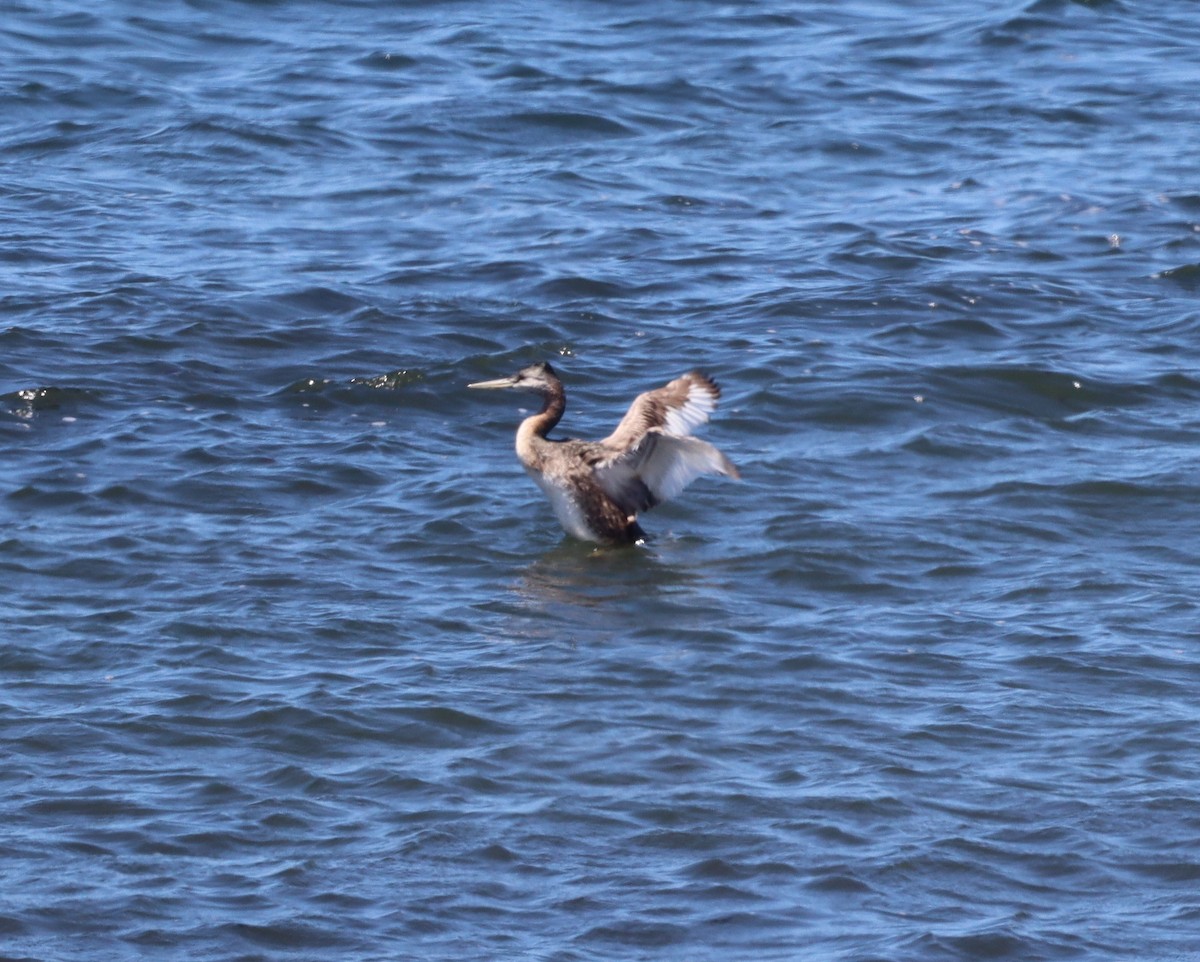 spyddykker - ML644236055