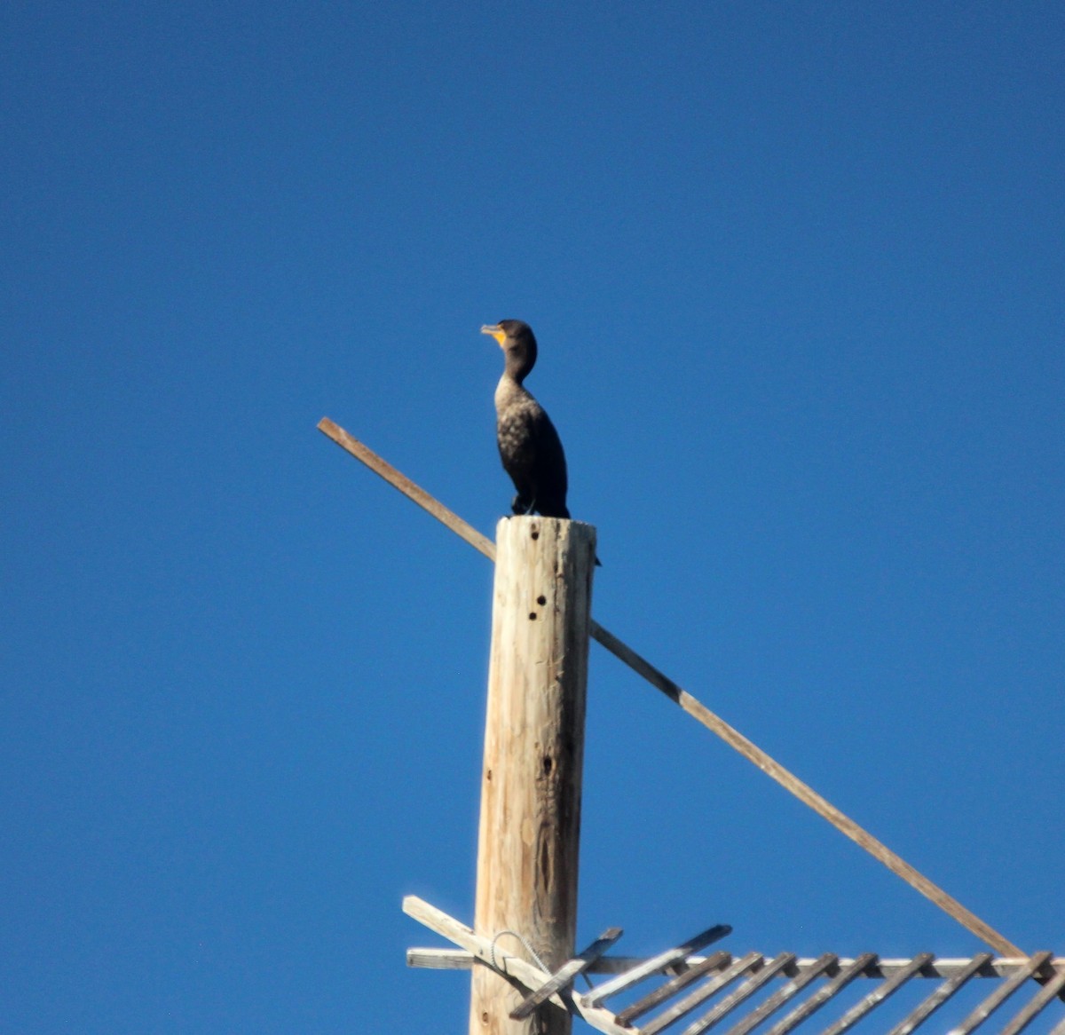 Баклан вухатий - ML644236059