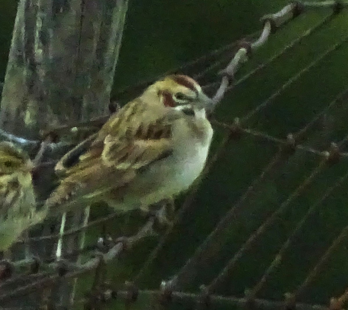 Lark Sparrow - ML644236064