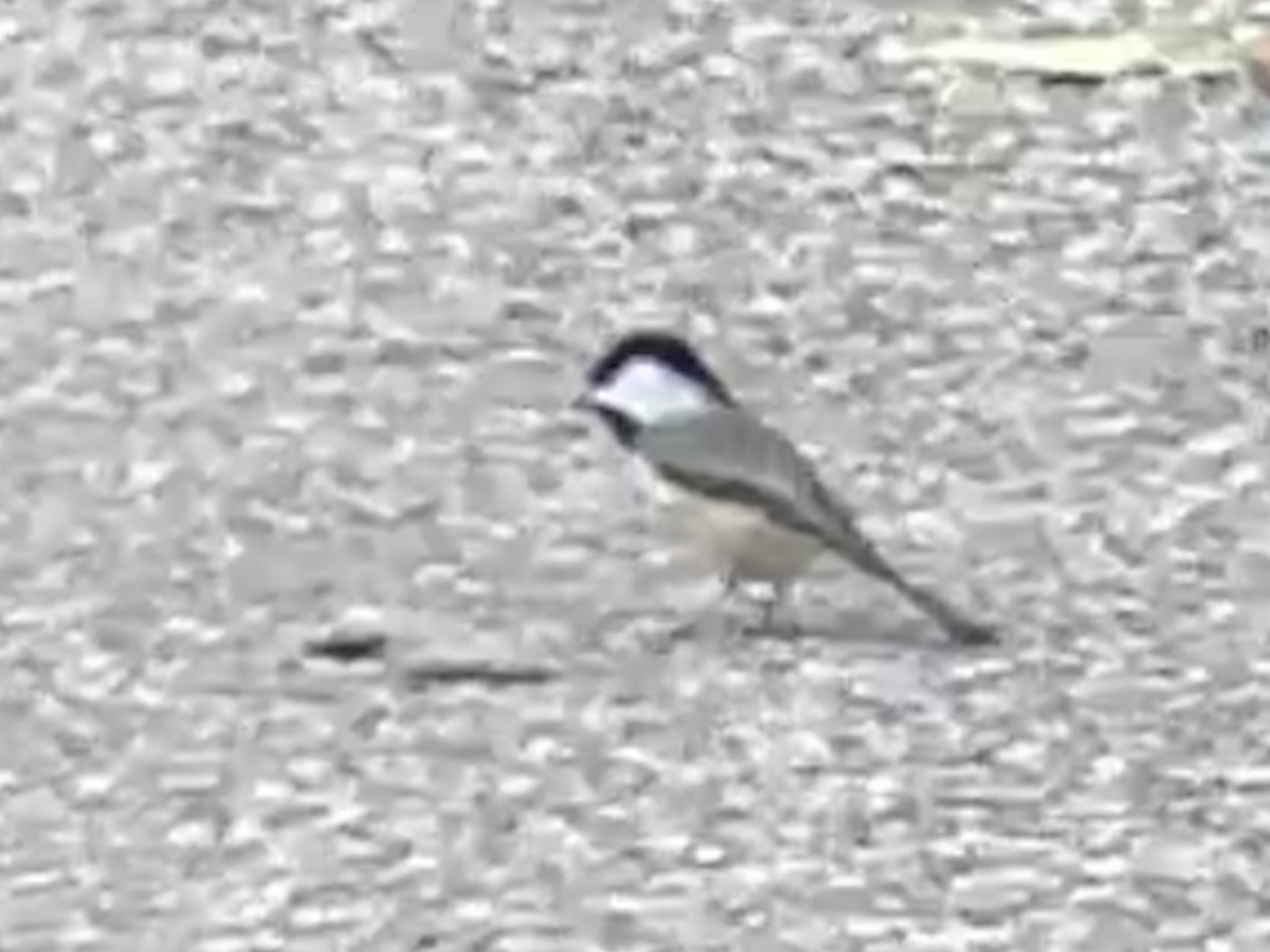 Carolina Chickadee - ML644236093