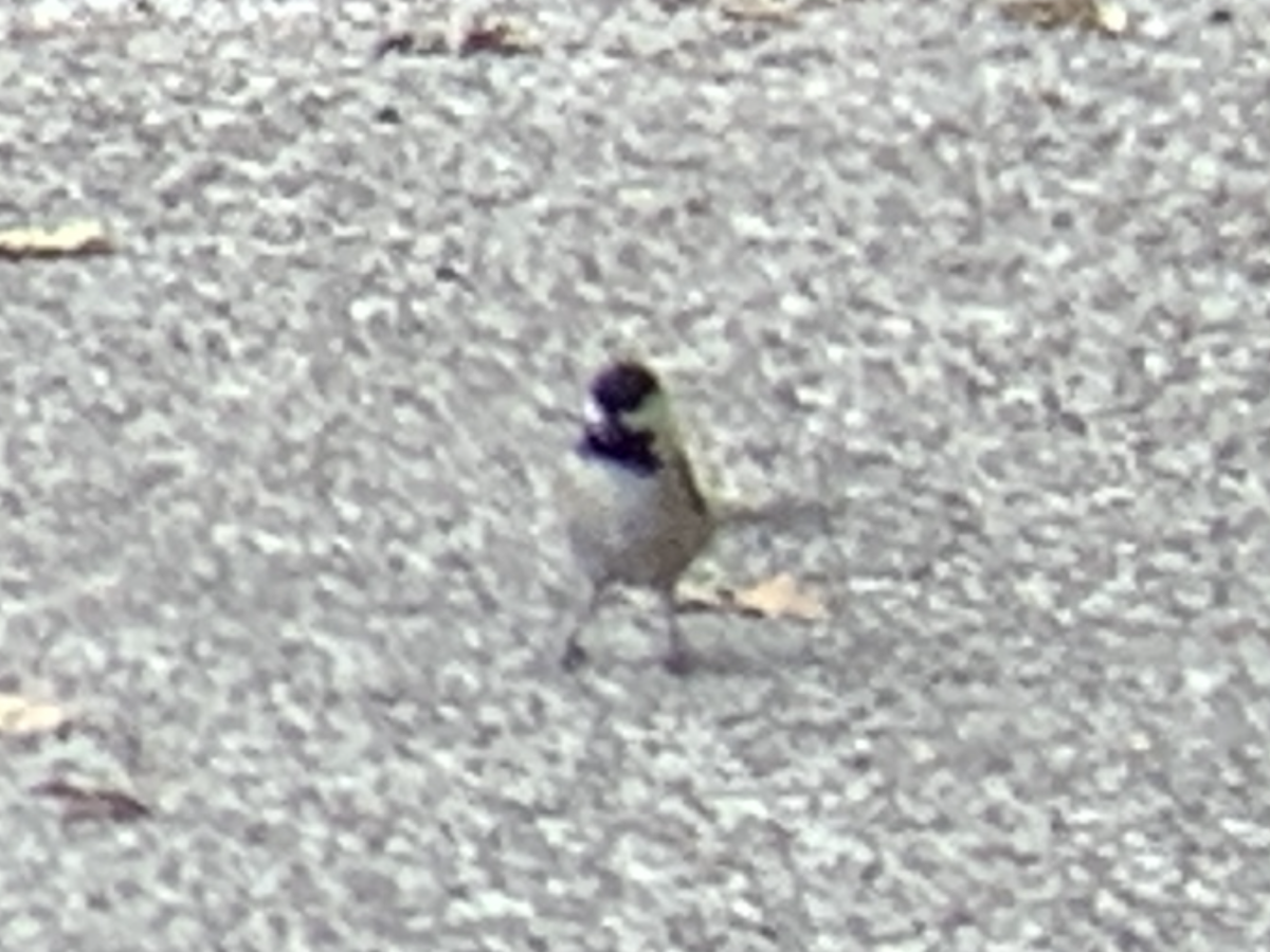 Carolina Chickadee - ML644236098