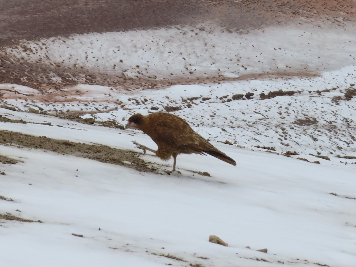 Mountain Caracara - ML644236102