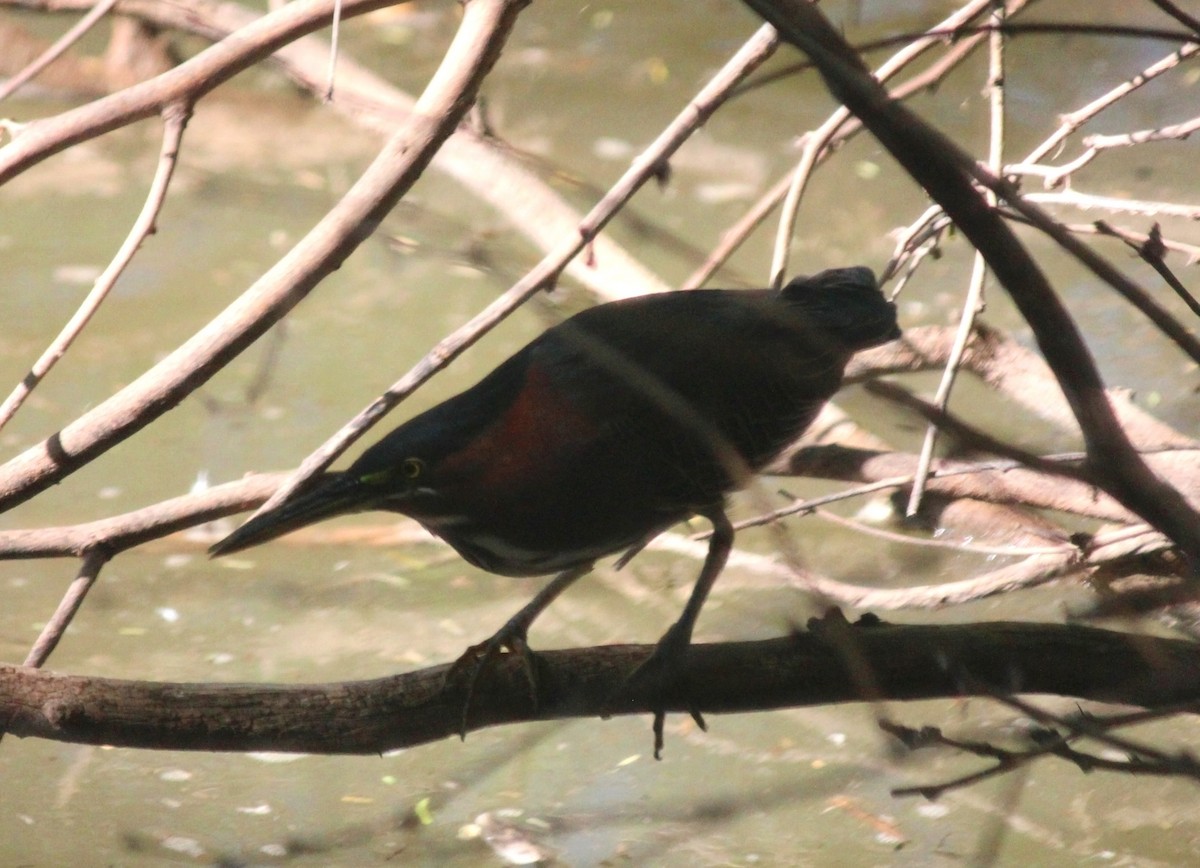 Чапля зелена - ML644236103