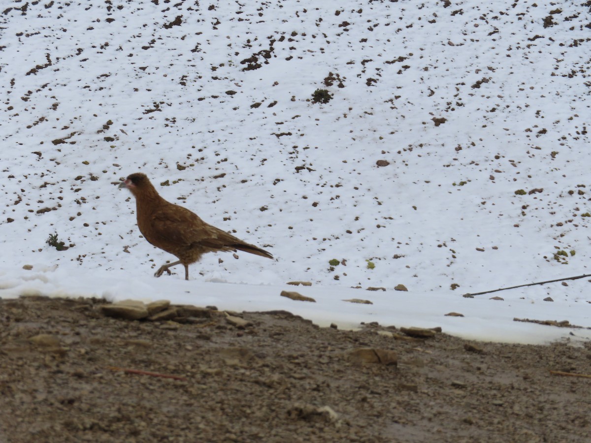 Mountain Caracara - ML644236104