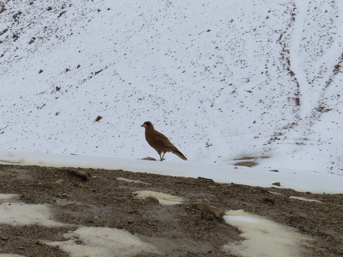 Mountain Caracara - ML644236105