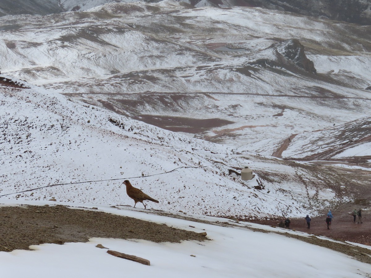 Mountain Caracara - ML644236106