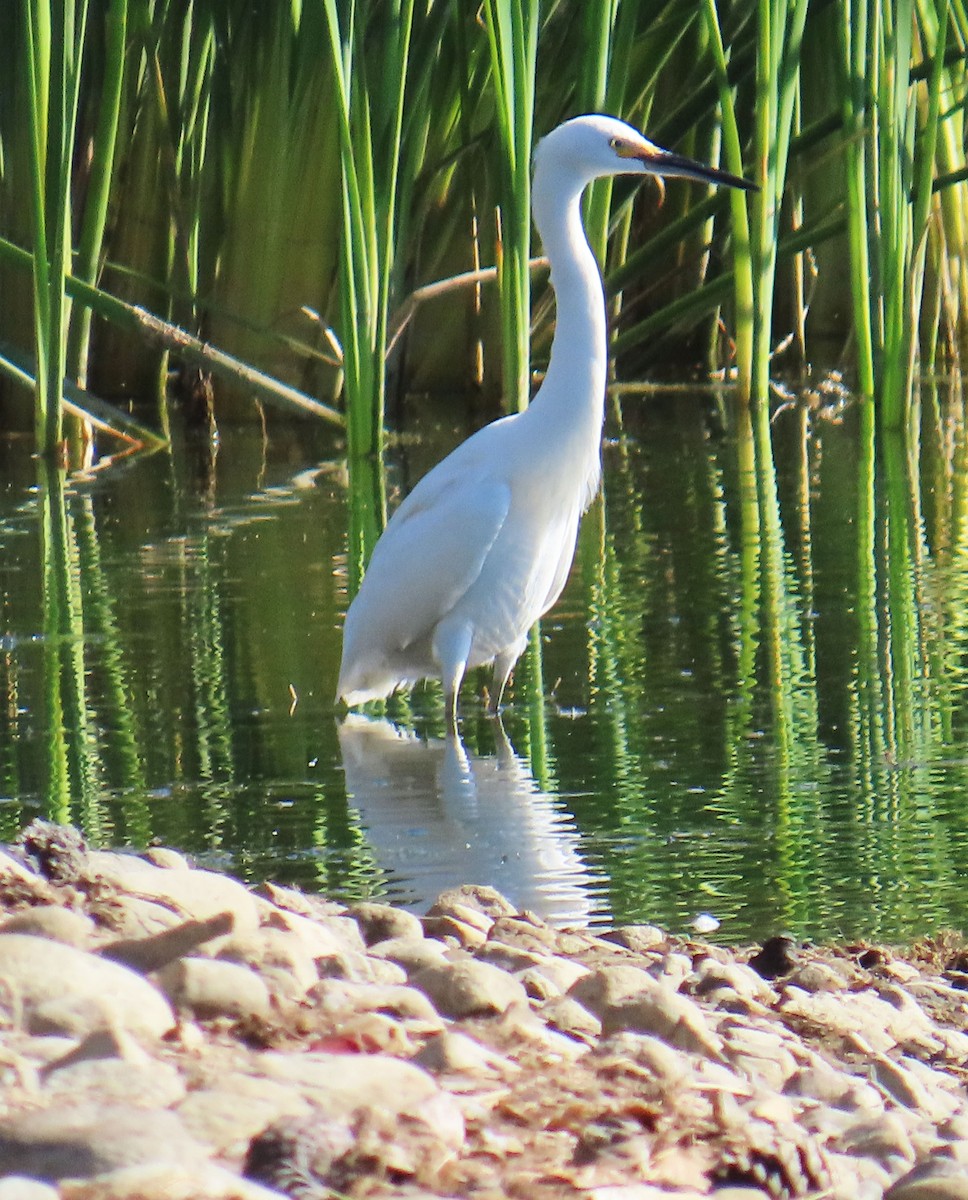 Snowy Egret - ML644236116