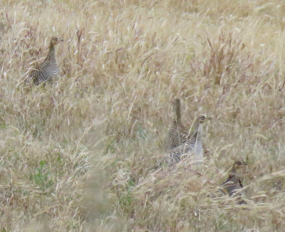 tetřívek prériový - ML644236118