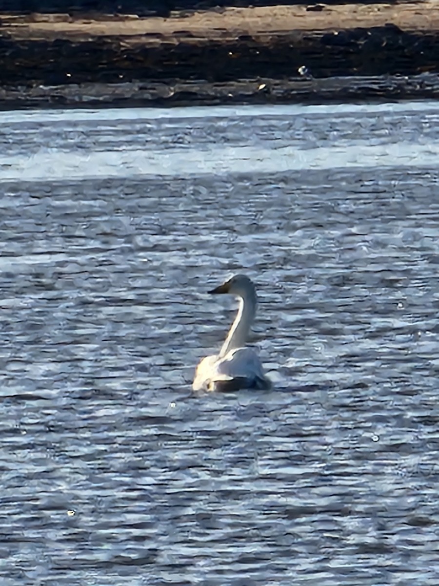 Whooper Swan - ML644236122