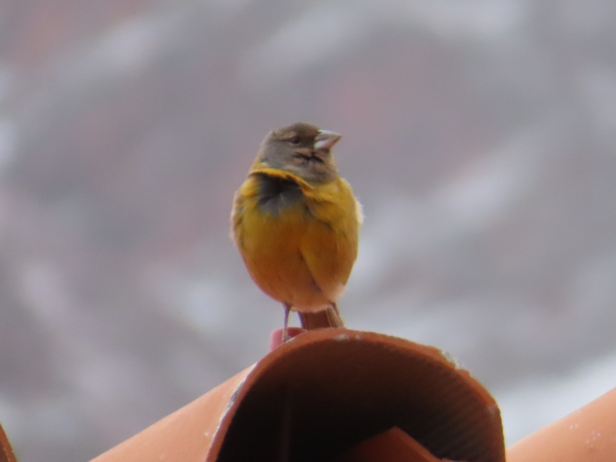 Peruvian Sierra Finch - ML644236123