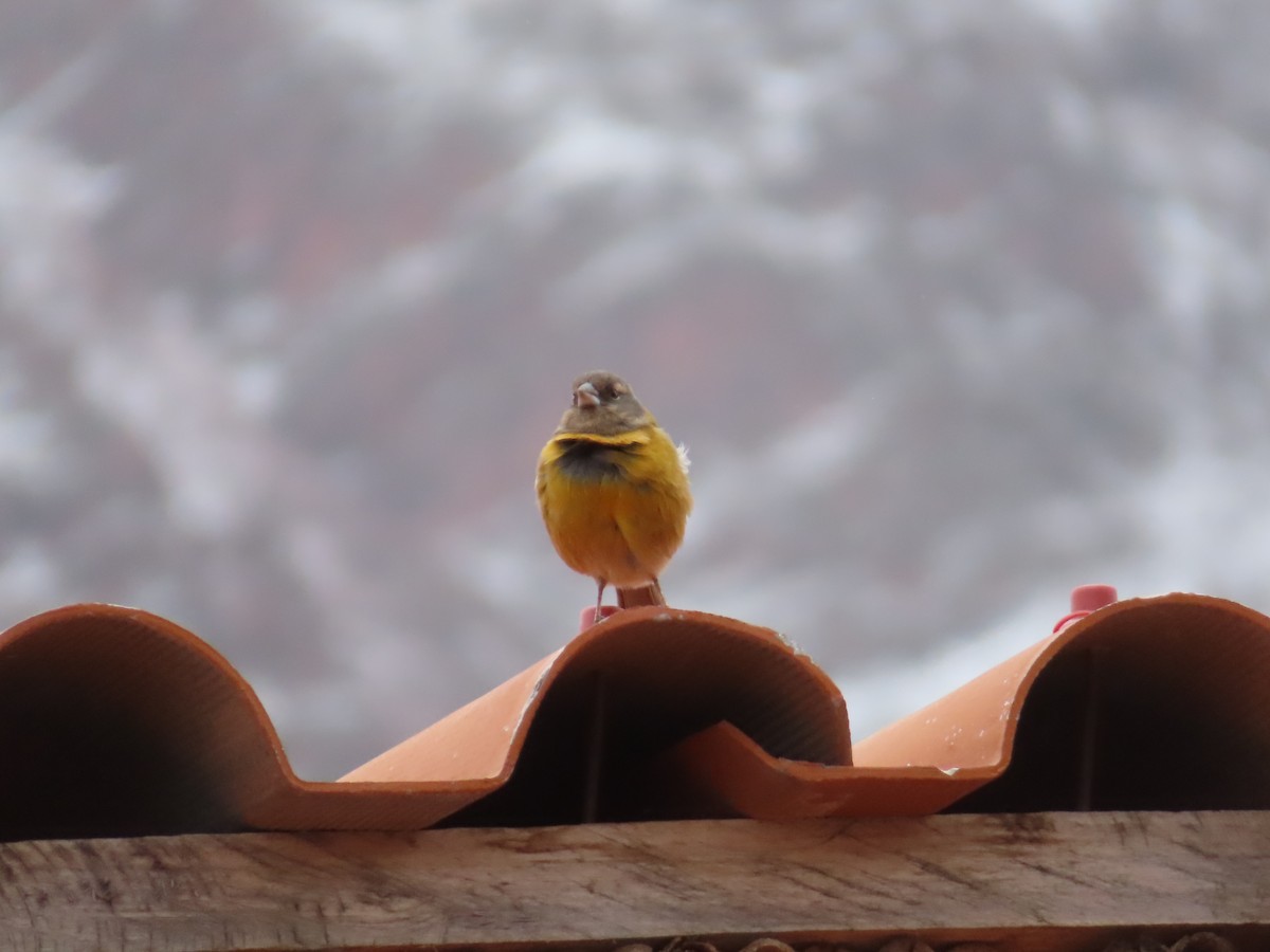 Peruvian Sierra Finch - ML644236124