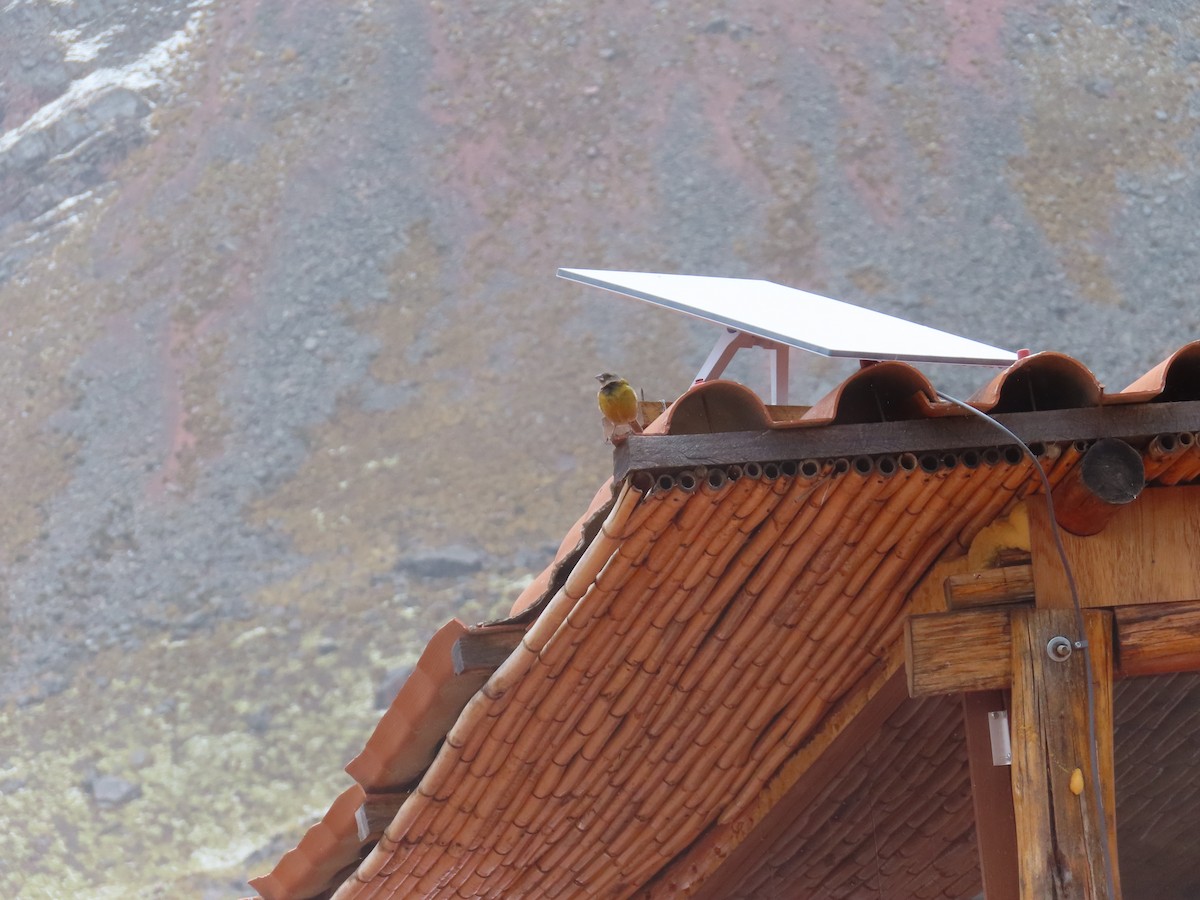 Peruvian Sierra Finch - ML644236125