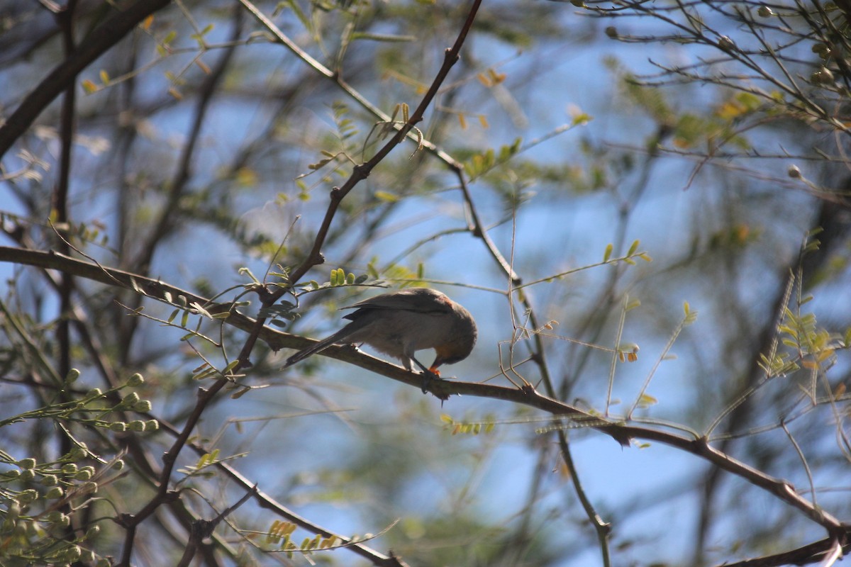 Ремез американський - ML644236127