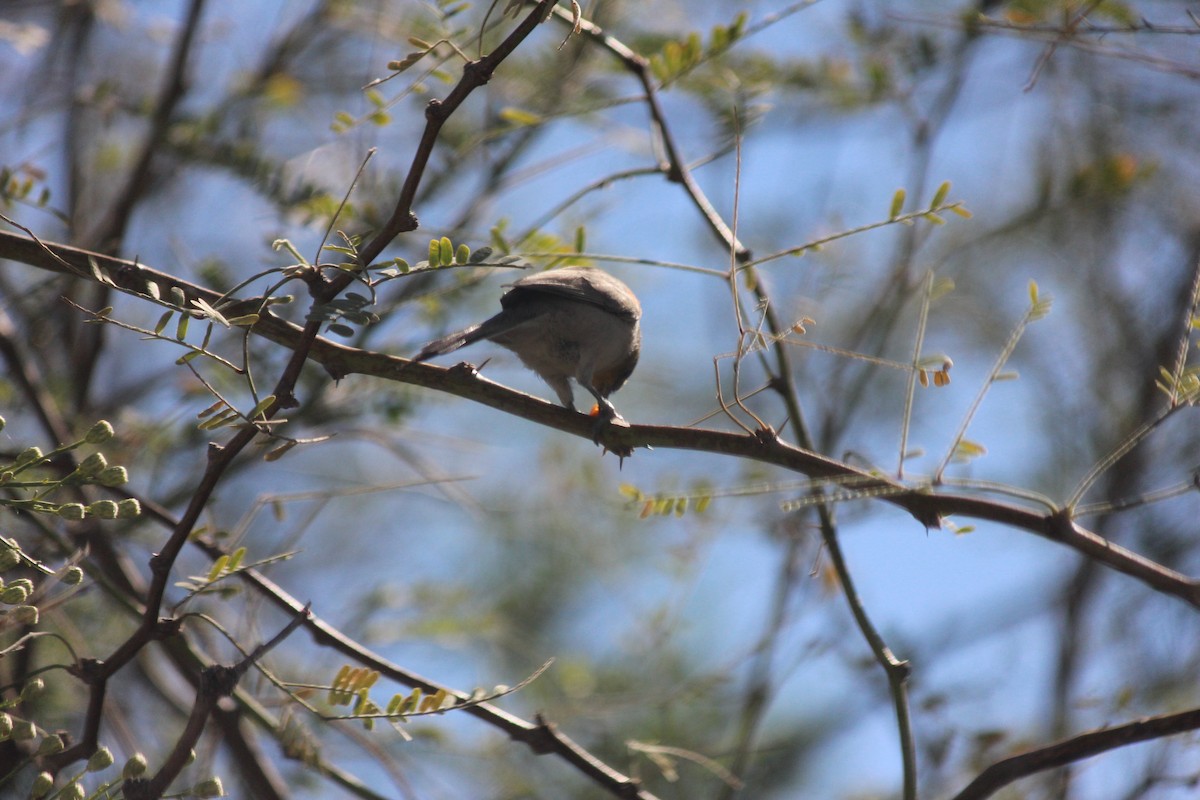 Ремез американський - ML644236128