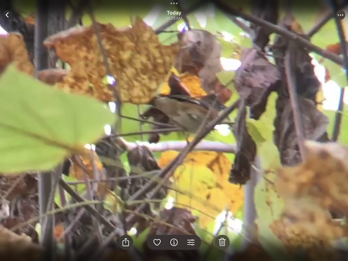 Hermit Thrush - ML644236134