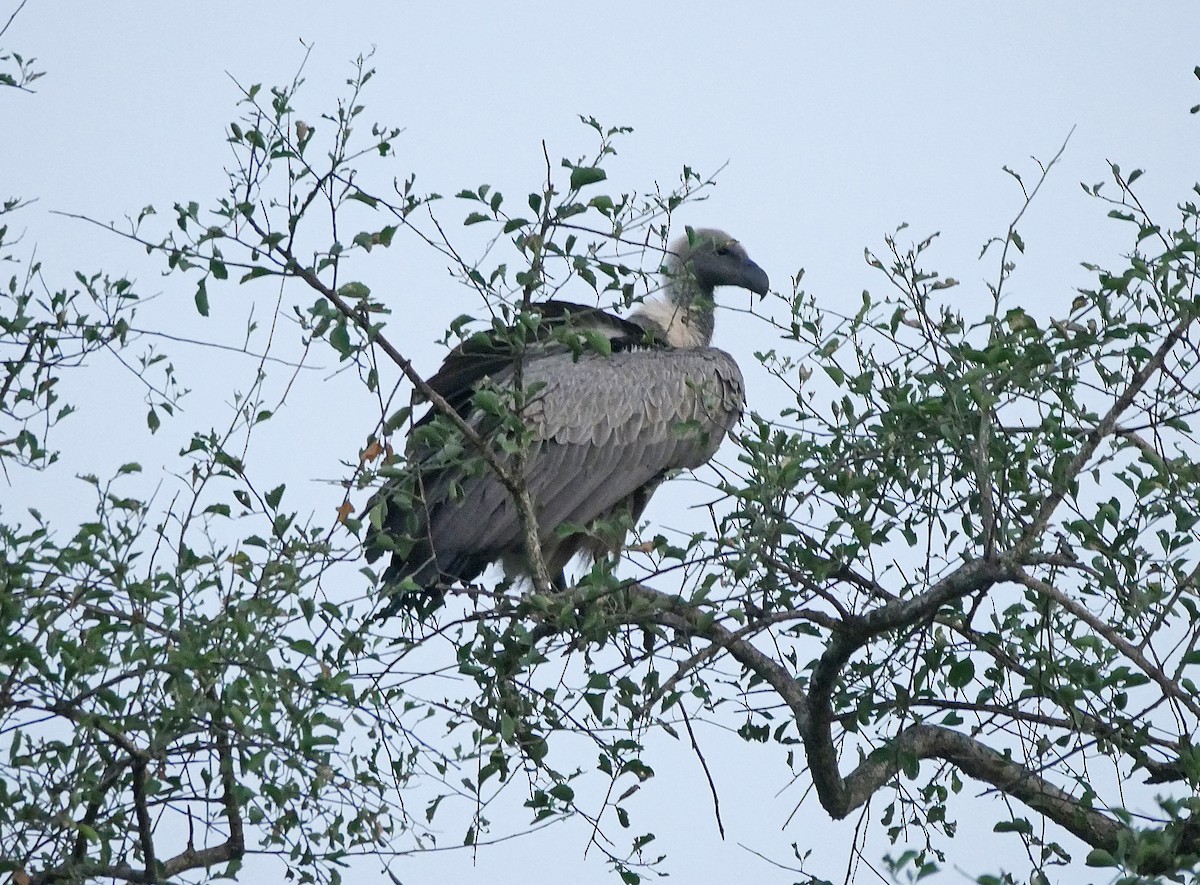 White-backed Vulture - ML644236139