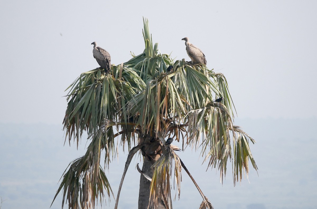 White-backed Vulture - ML644236140