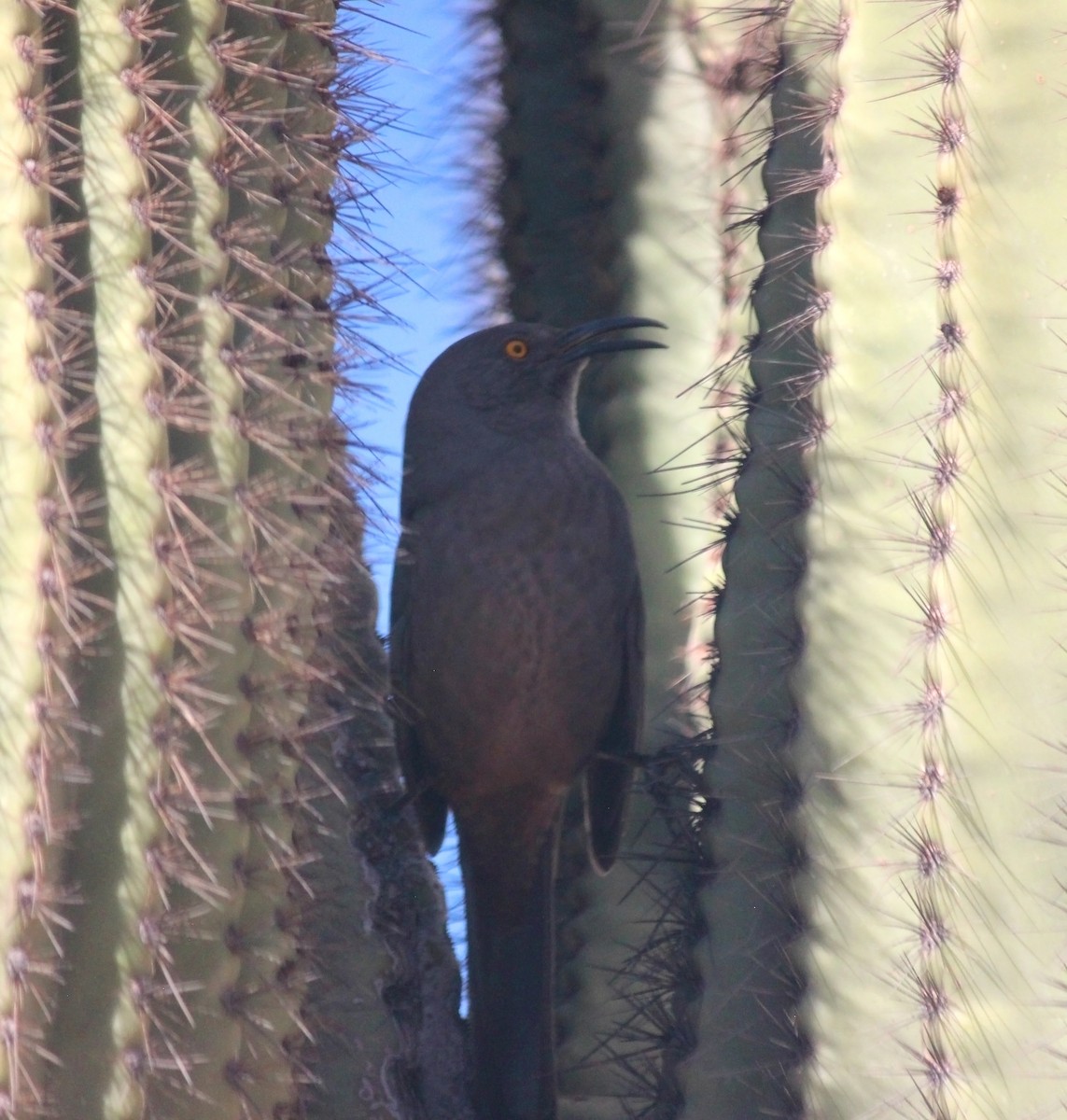 Тремблер бурий - ML644236141