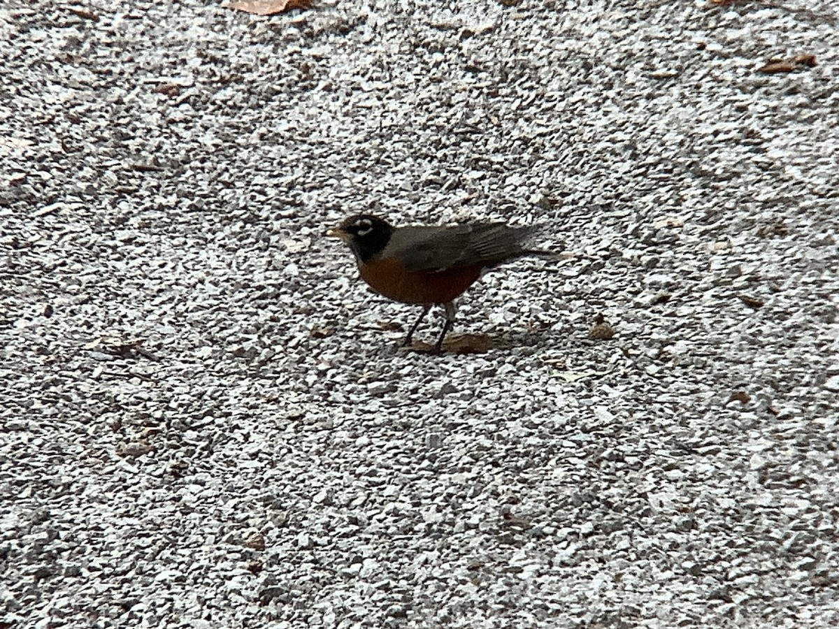 American Robin - ML644236145