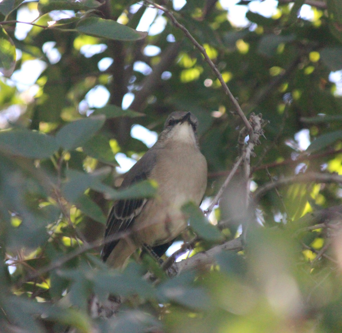 Пересмішник багатоголосий - ML644236153