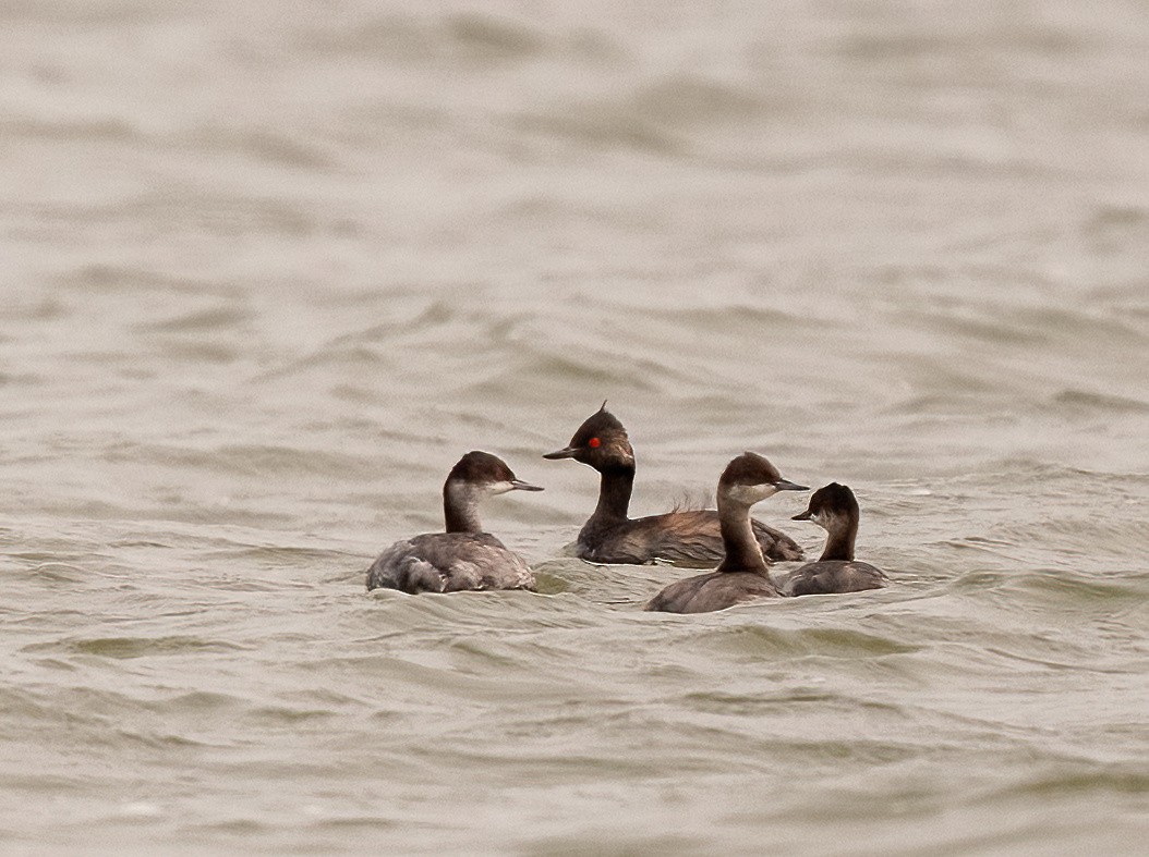 黑頸鸊鷉 - ML644236159