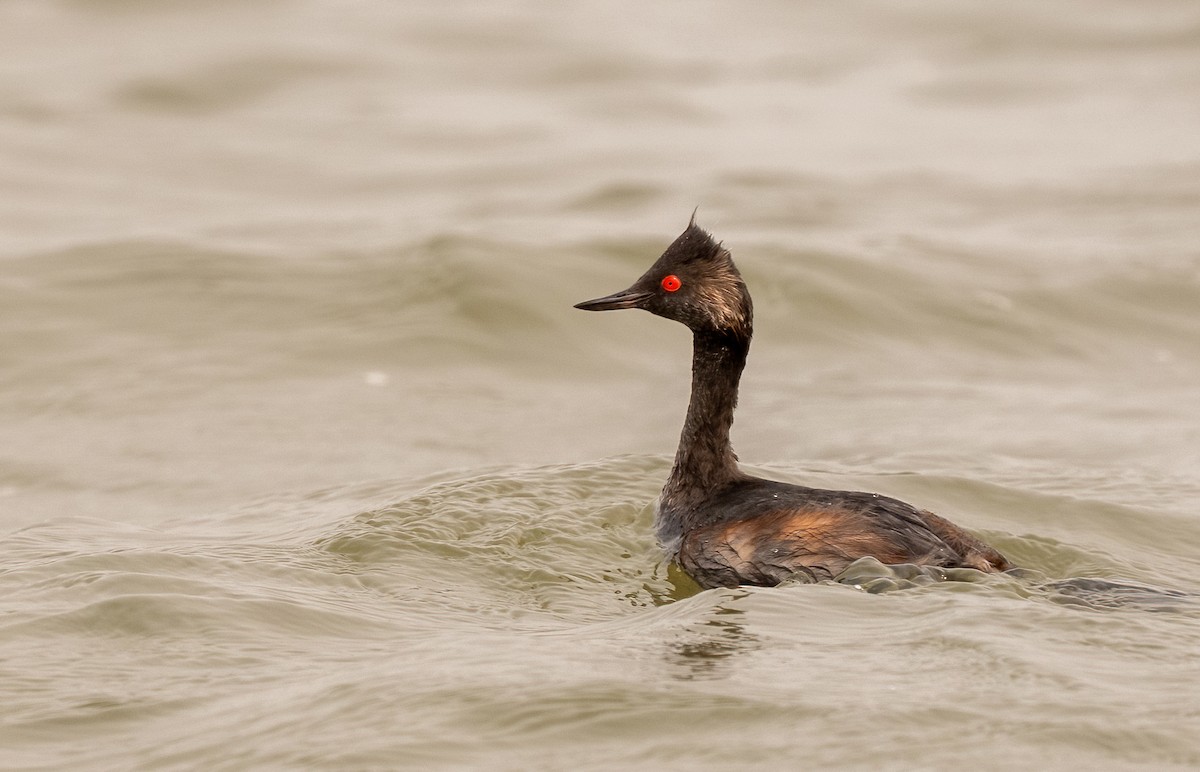 黑頸鸊鷉 - ML644236161