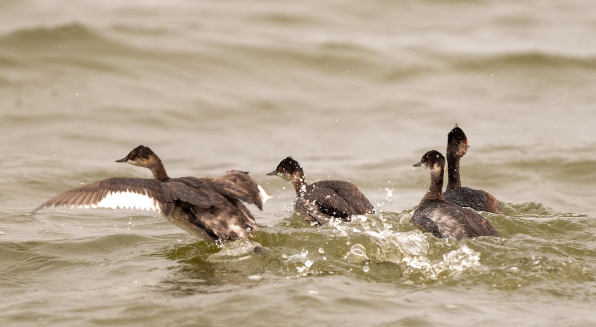 黑頸鸊鷉 - ML644236163